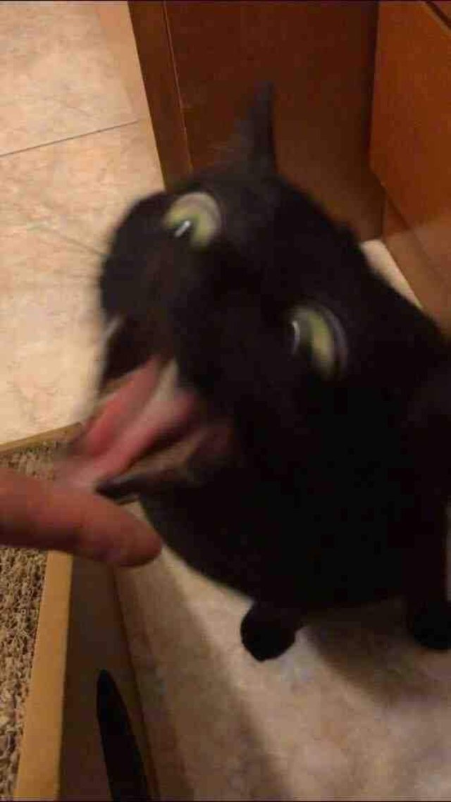 Meme mèo quậy phá mọi thứ