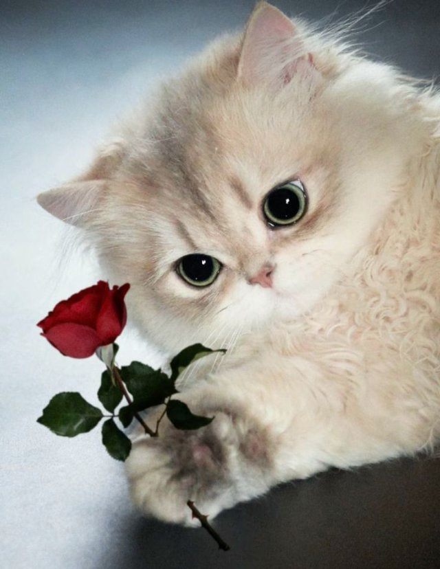 Meme mèo tặng bông hoa đáng yêu