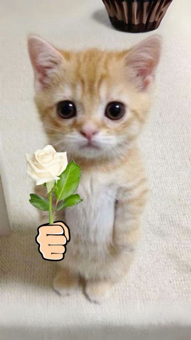 Meme mèo tặng hoa cute