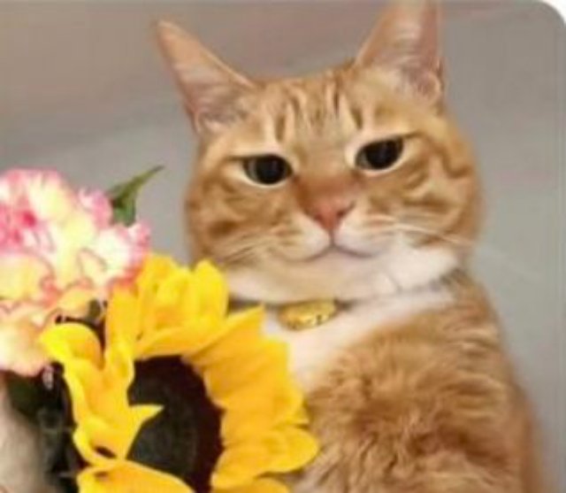 Meme mèo tặng hoa đáng yêu ngầu lòi