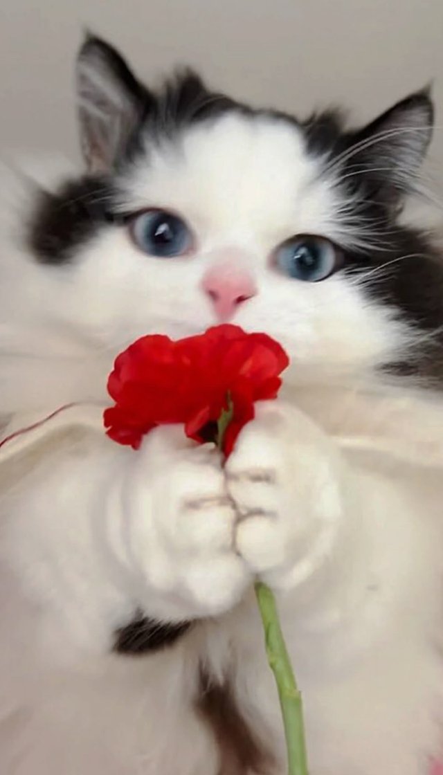 Meme mèo tặng hoa đáng yêu tan chảy