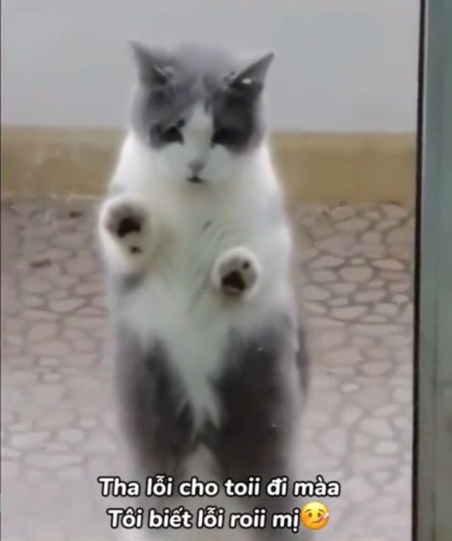 Meme mèo xin lỗi cute