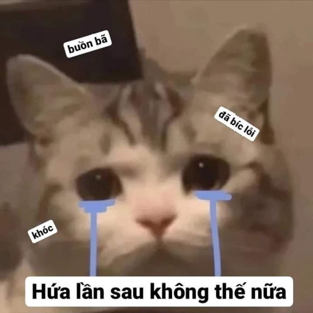 Meme mèo xin lỗi đáng yêu