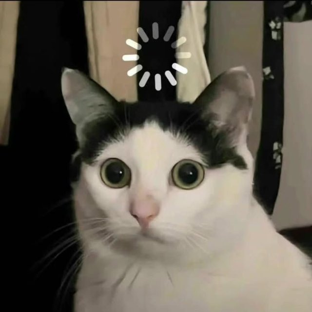 Mèo bựa biểu cảm hoang mang