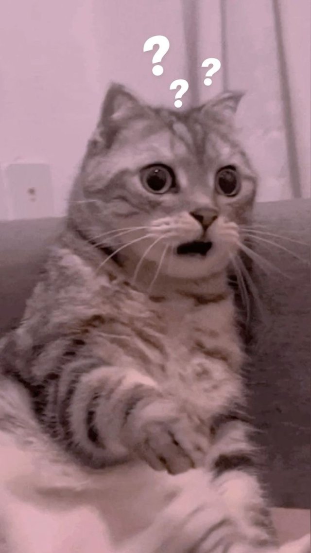 Mèo bựa với biểu cảm hoang mang hài hước