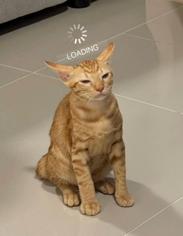 Mèo bựa với biểu cảm hoang mang mới nhất