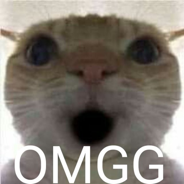 Mèo bựa với biểu cảm hoang mang ngạc nhiên