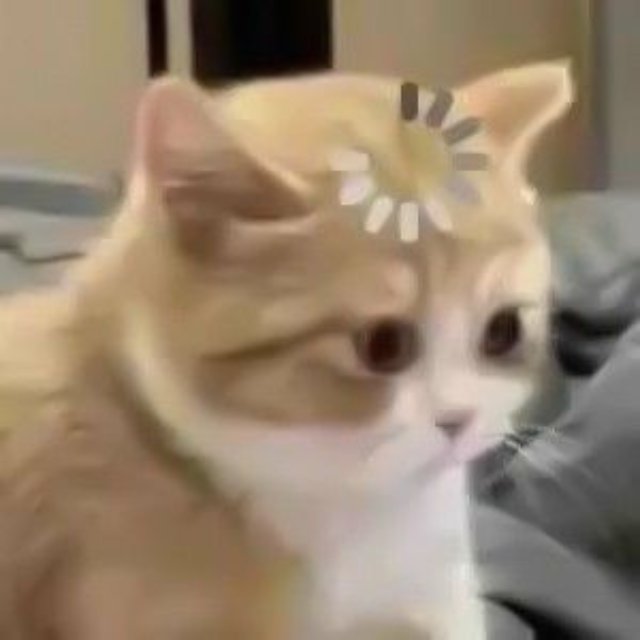 Mèo bựa với biểu cảm hoang mang