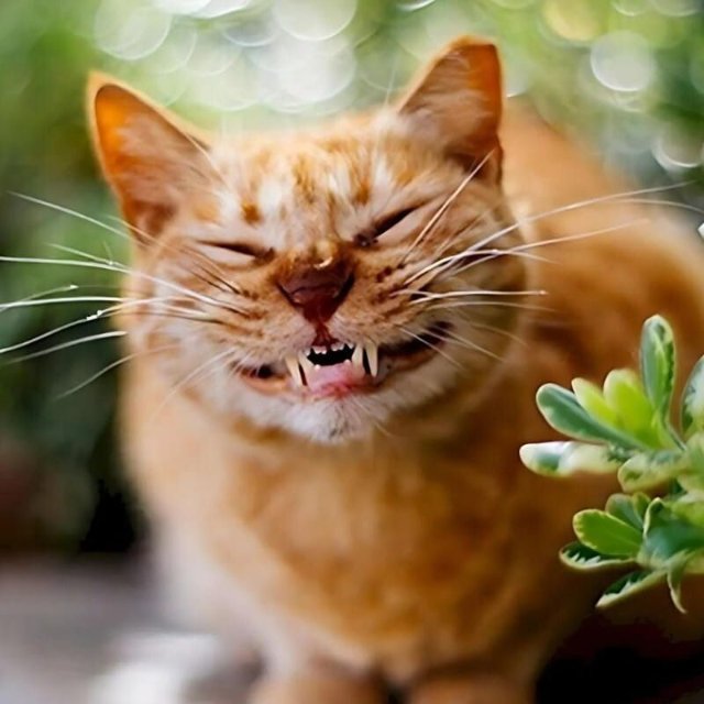 Mèo cười haha nhe hàm răng