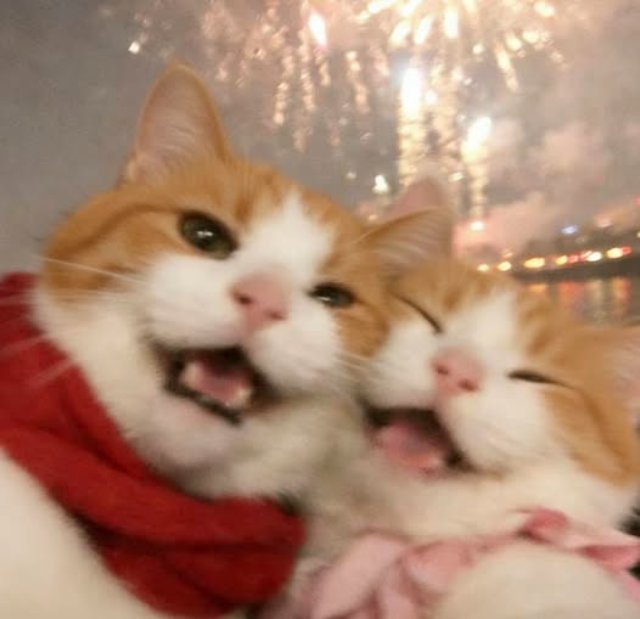 Tại sao các meme mèo lại được yêu thích đến vậy