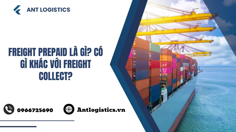 Freight Prepaid là gì Có gì khác với Freight Collect