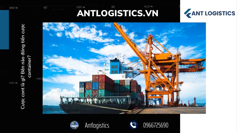 Cược cont là gì?