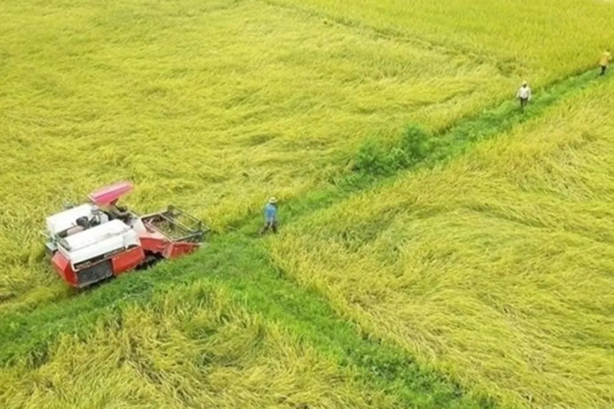 Quy định đền bù đất trồng lúa
