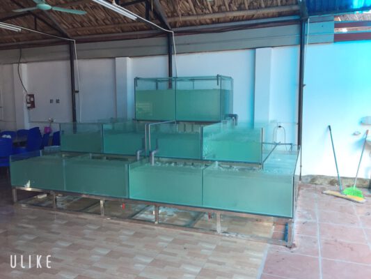 Thiết kế bể cá uy tín, giá rẻ
