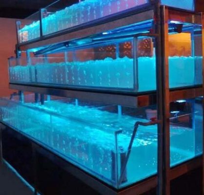 chăm sóc và bảo dưỡng bể hải sản