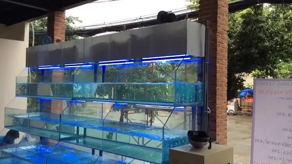 Thiết kế bể nhà hàng hải sản hợp lý, đảm bảo công năng