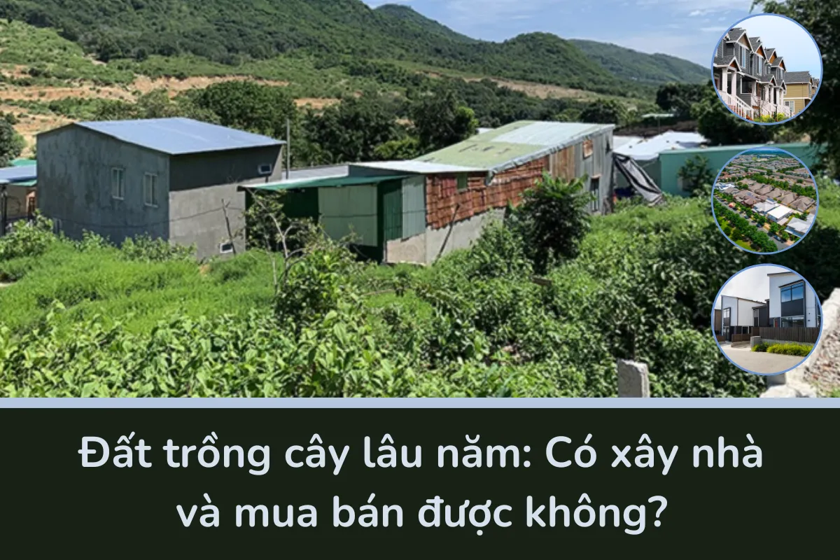 Đất trồng cây lâu năm: Có xây nhà và mua bán được không?