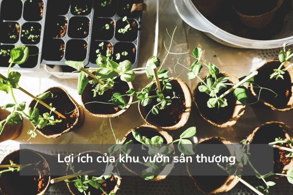 Lợi ích của khu vườn sân thượng