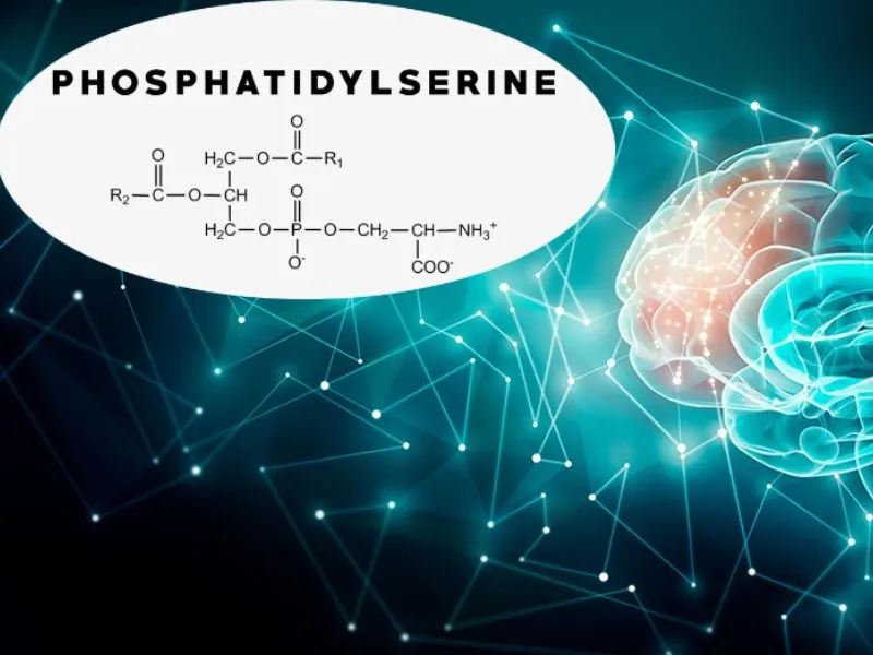 Phosphatidylserine có tác dụng gì?