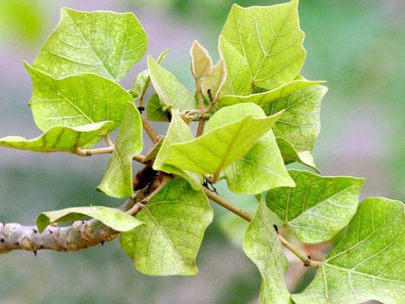 Lá vông - Giải pháp an thần tự nhiên