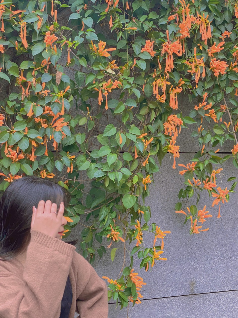 Bát sen được làm từ nhựa cao cấp