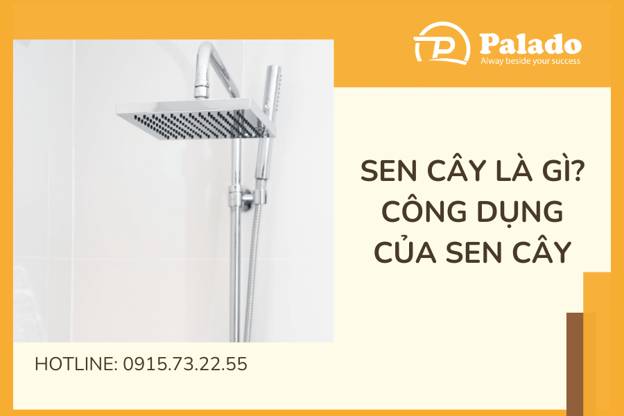 Sen cây là gì?