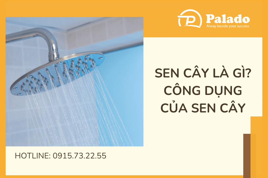 Nên lựa chọn loại sen cây nào cho phòng tắm