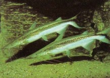 Sorubim lima (shovel-nose catfish) uses its long, sensitive barbels to detect prey. The maxillary barbels are used to triangulate on its target, usually a live fish, before it lunges. This species should be kept with fishes too large for it to eat.