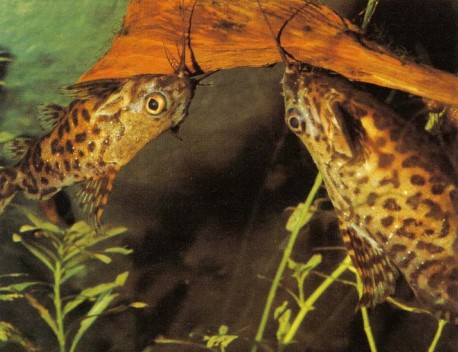 Although Synodontis sp. are commonly referred to as upside-down catfishes, relatively few species actually swim upside-down. Synodontis nigriventris (upside-down catfish), however, is one that does.
