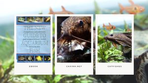 [Ebook] The New Guide to Aquarium Fish - Catfishes - Catfishes in the Aquarium