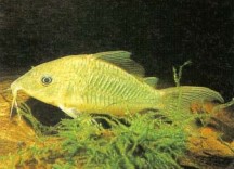 Brochis splendens (emerald catfish) is an impressive and attractive fish to keep. Healthy specimens will have a greenish sheen over the body and the barbels will show no signs of abrasion.