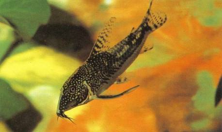 One of the most beautiful species of Corydoras is C. barbatus. A mature male has more vivid coloration, thickened fin spines, and cheek bristles.