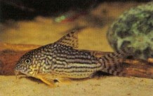 Corydoras sterbai (Sterba's Corydoras) is a highly desirable and much soughtafter fish. If you intend to breed them, you must keep two males and one female.