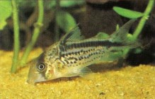 It is essential to have mature and well-oxygenated water if you wish to maintain Corydoras in tiptop condition. Shown here is Corydoras loxozonus