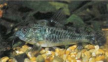 Coydoras paleatus (the peppered catfish) is a popular catfish with beginners. If fed correctly, it is also one of the easier Corydoras to breed.