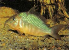 Brochis britskii (Britski's Brochis) is a more recent import and can be hard to acclimatize to aquarium conditions. It is a fish for an experienced aquarist rather than a beginner.