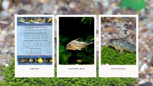 [Ebook] The New Guide to Aquarium Fish - Catfishes - Corydoras, Brochis and Aspidoras
