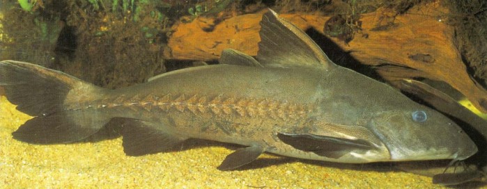 Although this fish will grow in excess of 70 cm (28 in), even in an aquarium, Pseudodoras niger is really a "gentle giant".