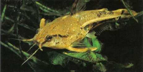 Amblydoras hancocki (Hancock's talking catfish) is a small, inoffensive dorad. It is quite at home in a community of medium-sized fishes.