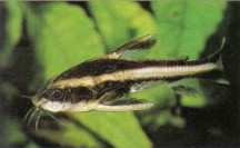 Newly imported specimens of fiatydoras costatus (humbug catfish) require small, regular feeds to settlethem in and build up their strength.