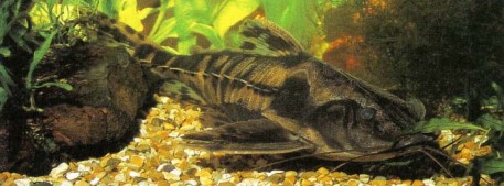 Although it has the potential to grow into a large fish, Megalodoras irwini causes few or no problems once it has settled in an aquarium.