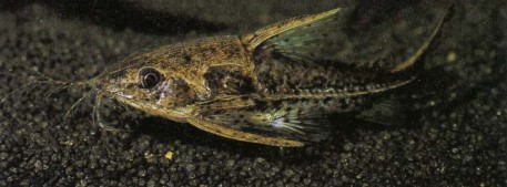 Opsodoras stubeli uses its fimbriated barbels to sweep the substrate in search of food. It is especially fond of small worms and crustaceans.