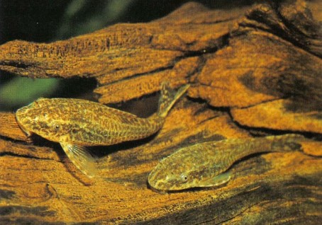Several small loricariids, such as the Otocinclus paulinus shown here, are particularly well suited to the smaller community aquarium. This species likes soft, slightly acid water that is not too warm and has a high oxygen content. The fishes will often be seen resting near the return from a power filter.