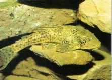For the larger aquarium, Hypostomus sp. (plecs) are popular and often sold as an alternative to Gyrinocheilus aymonieri (algae eater). What most people fail to realize, however, is just how quickly a small specimen can outgrow its accommodation.