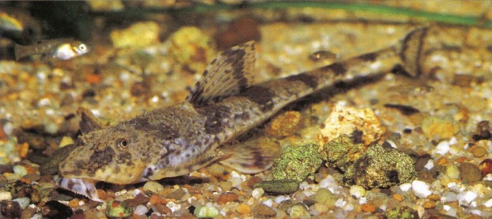 It is not unusual for aquarists to keep and breed Rineloricaria sp. (whiptails) without identifying the species.