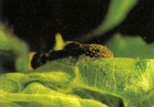 A brood of young Ancistrus temminckii (bristlenose) will strip a large lettuce leaf down to the ribs in half a day, so be sure you have a constant supply of fresh leaves. At three weeks old the fry are beginning to be more independent.