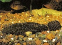 Ancistrus temminckii (bristlenose) -the fish above is a male - is often purchased to rid a tank of algae. But when this is depleted feed your bristlenose plenty of vegetable foods or it will eat your plants