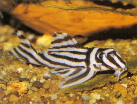 If you have a healthy bank balance then this fish is for you. Hypancistrus zebra still commands a high price, which is unfortunate as few aquarists can afford to purchase several specimens in order to try and breed them.