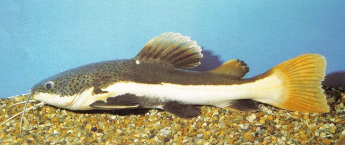 Although it is a beautifully coloured fish, consider keeping Phractocephalus hemioHopterus (red-tailed catfish) only if you can provide it with suitably large accommodation and life-support systems.