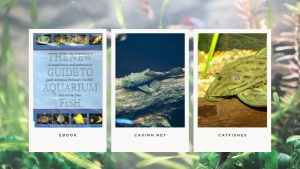 [Ebook] The New Guide to Aquarium Fish - Catfishes